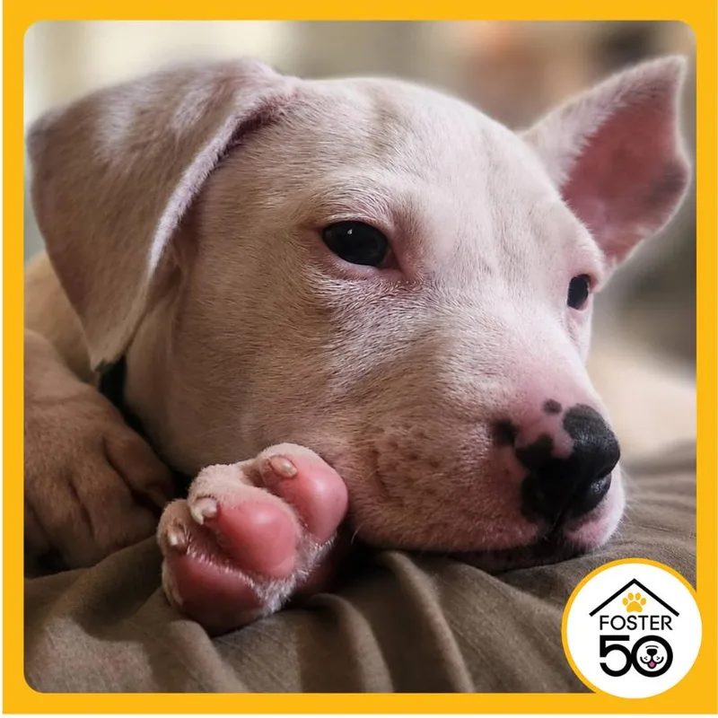A baby small-sized male White / Cream Mixed Breed dog named Snoop for adoption in West Olive, MI