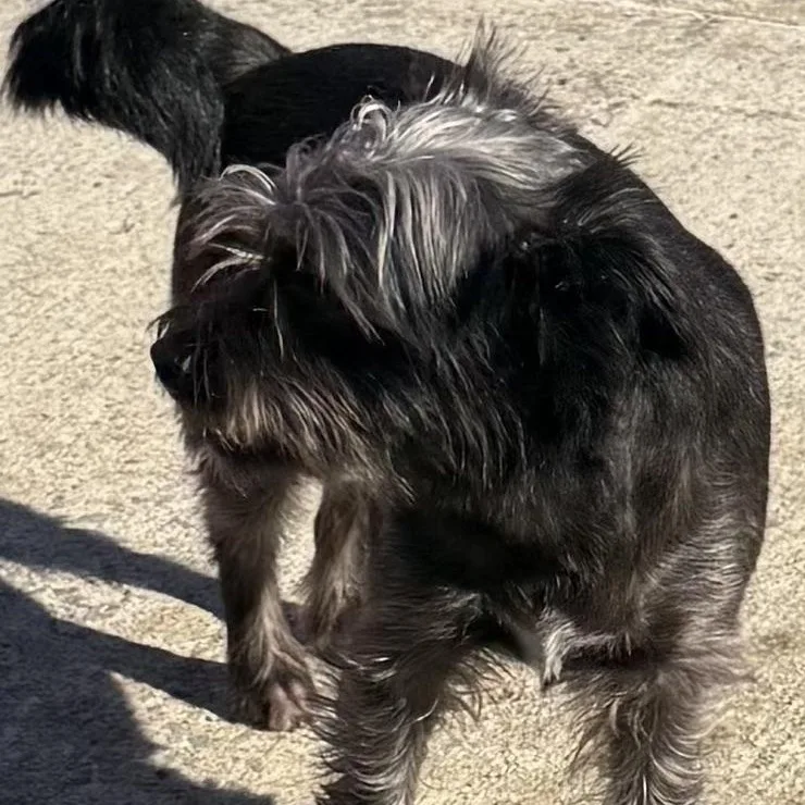 An adult small-sized male Mixed Breed dog named GLOCK  ARRIVING IN for adoption in Berwick, ME