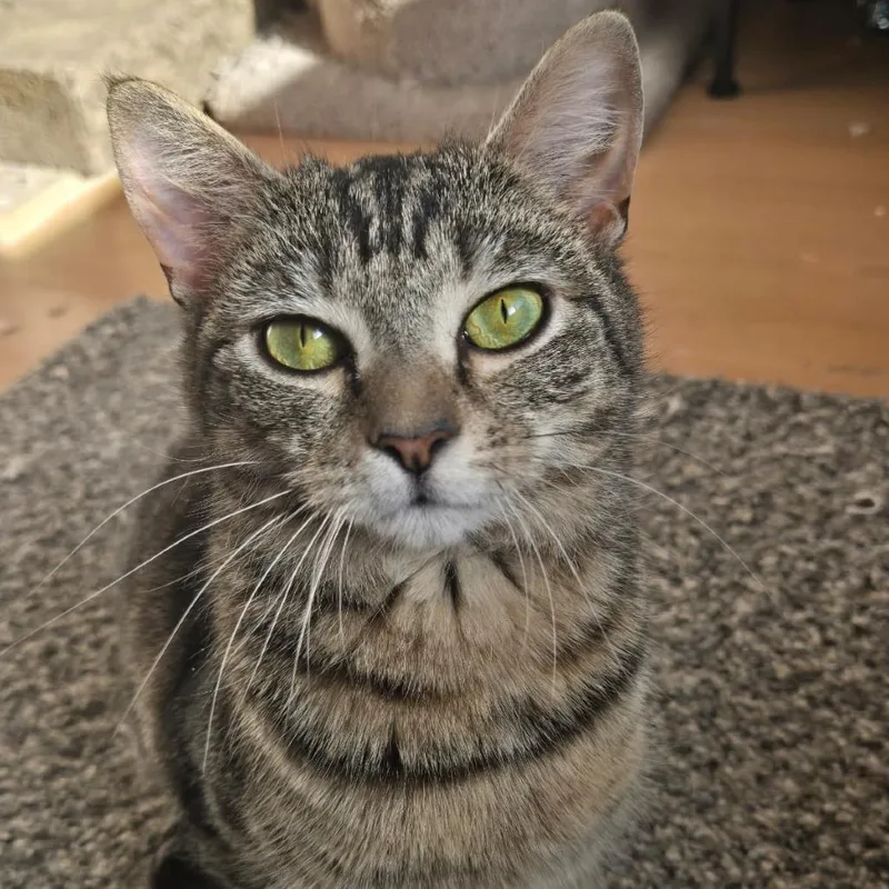 A young small-sized female Brown / Chocolate Domestic Short Hair cat named Holly for adoption in Winchester, VA