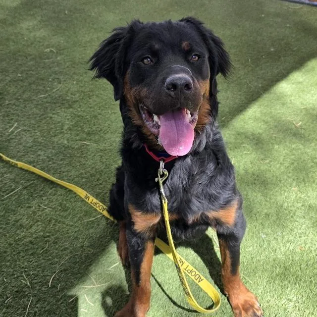 A young large-sized male Rottweiler dog named Ko for adoption in Las Vegas, NV