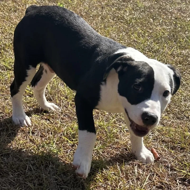 A baby medium-sized male Black English Bulldog dog named Needoh for adoption in Quakertown, PA