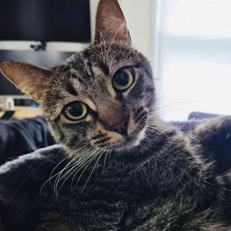 A young medium-sized female Tabby (Brown / Chocolate) Domestic Short Hair cat named Ellie for adoption in Fort Worth, TX