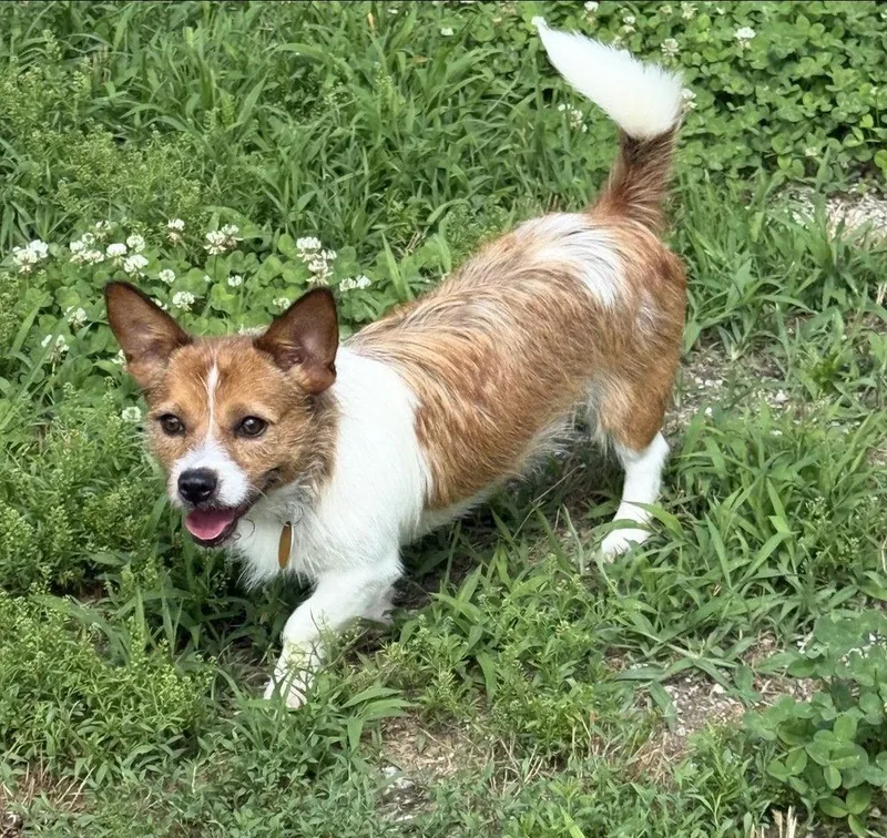 A young medium-sized male Corgi dog named Waffles for adoption in Columbia, TN