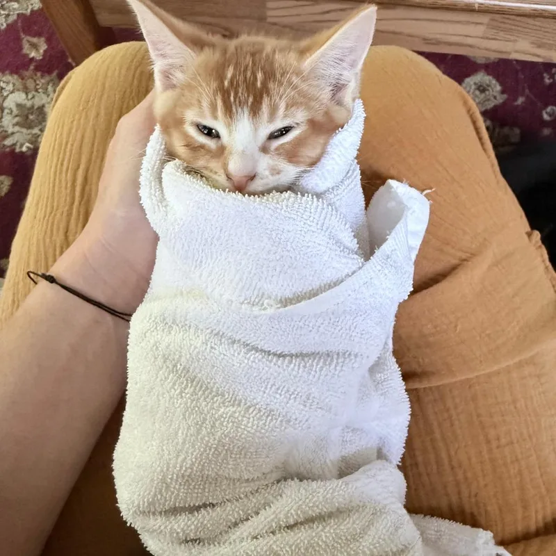 A baby small-sized male Domestic Short Hair cat named Rio aka Ollie for adoption in Cumming, GA