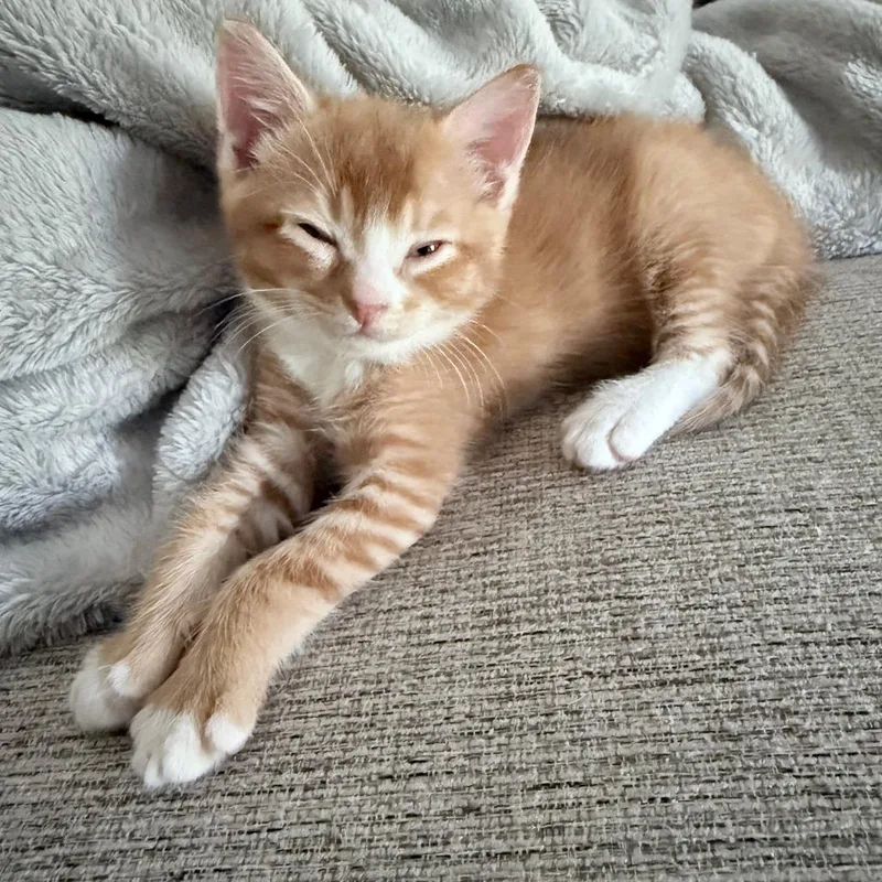 Rio aka Ollie thumbnail 2