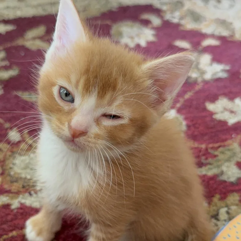 Rio aka Ollie thumbnail 3
