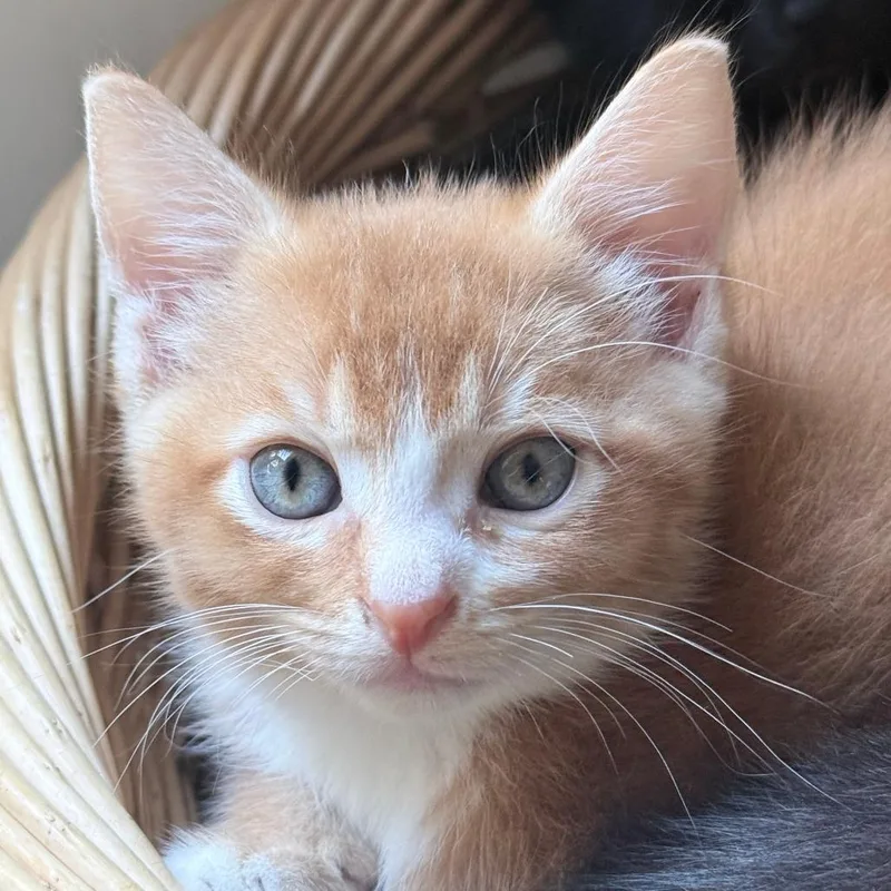 Rio aka Ollie thumbnail 4