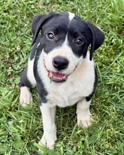 A baby medium-sized male Labrador Retriever dog named Pruitt for adoption in Malvern, PA