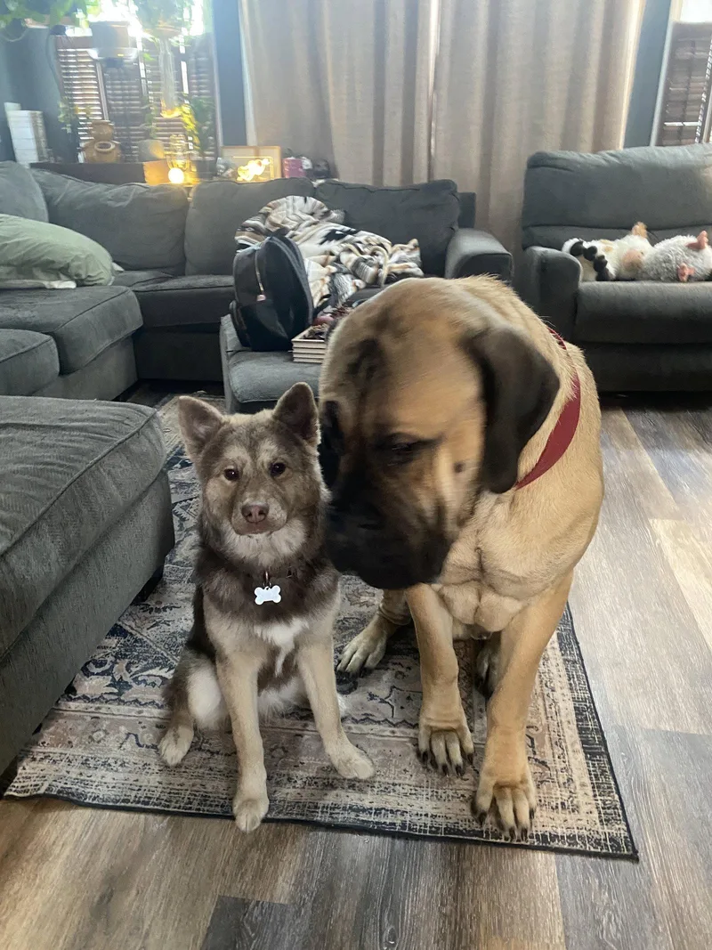 A young extra large-sized male Mastiff dog named Gus Gus for adoption in Chambersburg, PA