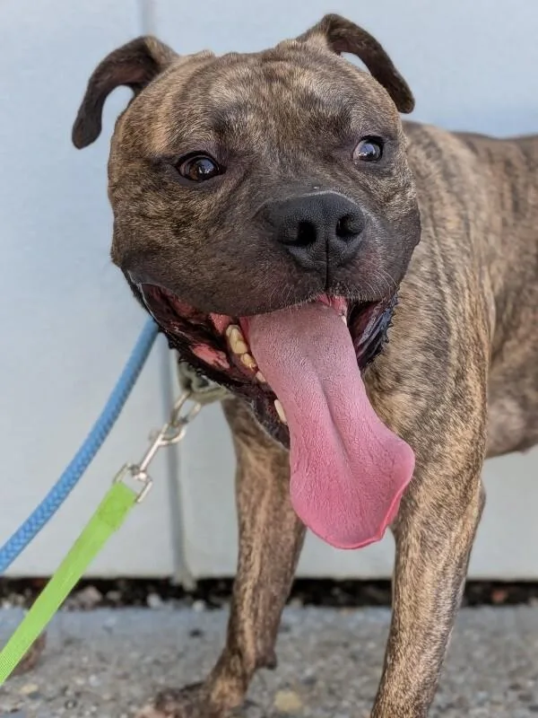 An adult large-sized male Brindle Mixed Breed dog named Bonsai for adoption in Cincinnati, OH