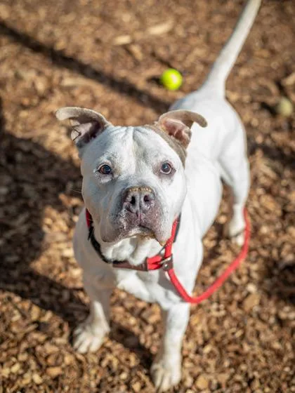 An adult large-sized male Mixed Breed dog named Aristomache for adoption in Chamblee, GA