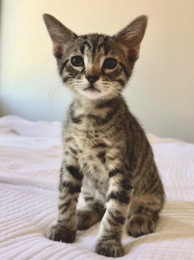 A baby medium-sized male Domestic Short Hair cat named Neo for adoption in Glendale, AZ