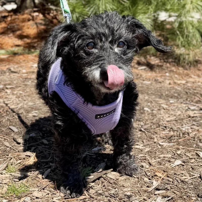 A senior small-sized female Black Poodle dog named Bailey for adoption in East Hampton, NY