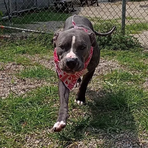 Bowie