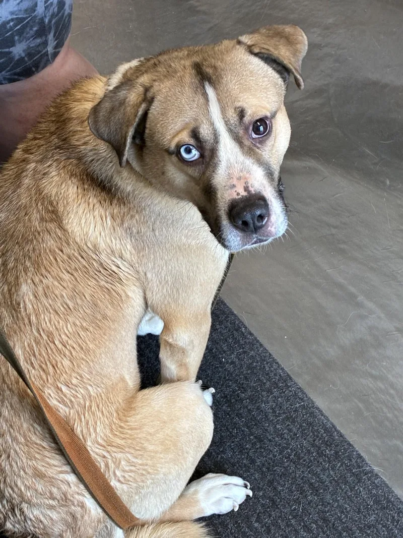 An adult large-sized male Husky dog named Bo K for adoption in Atlantic, IA