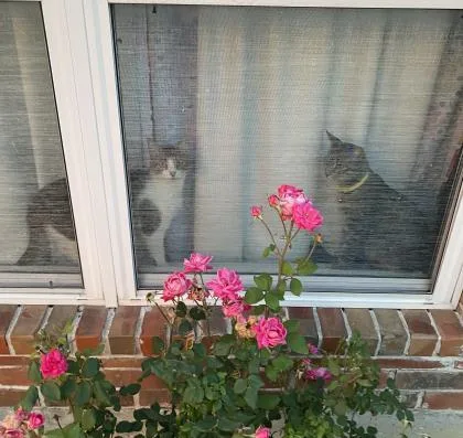 Puddles Yr+ thumbnail 2