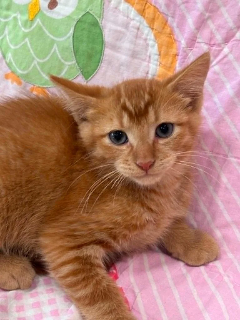 A baby small-sized male Domestic Short Hair cat named Sheldon for adoption in Warrenton, NC