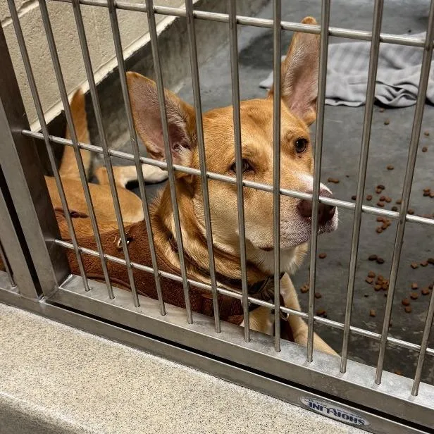 An adult medium-sized female Golden Shepherd dog named Hope for adoption in Upland, CA
