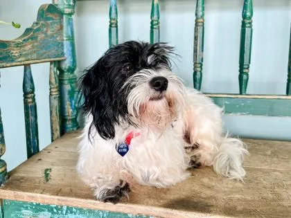 An adult small-sized male Dachshund dog named Fat Butt for adoption in San Antonio, TX