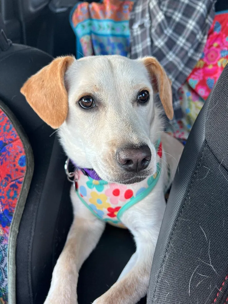 A young medium-sized female Apricot / Beige Labrador Retriever dog named Evie for adoption in Auburn, KS