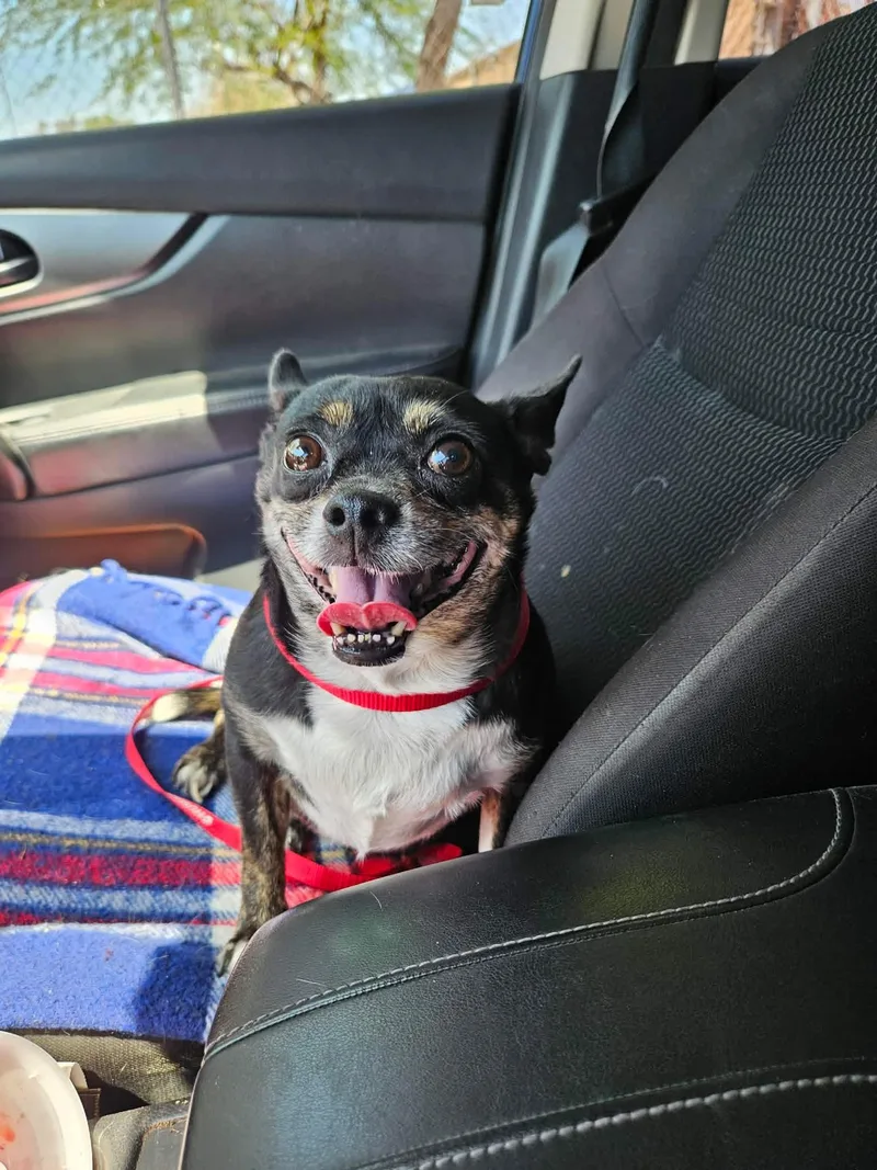 A senior small-sized male Chihuahua dog named Frank for adoption in El Centro, CA