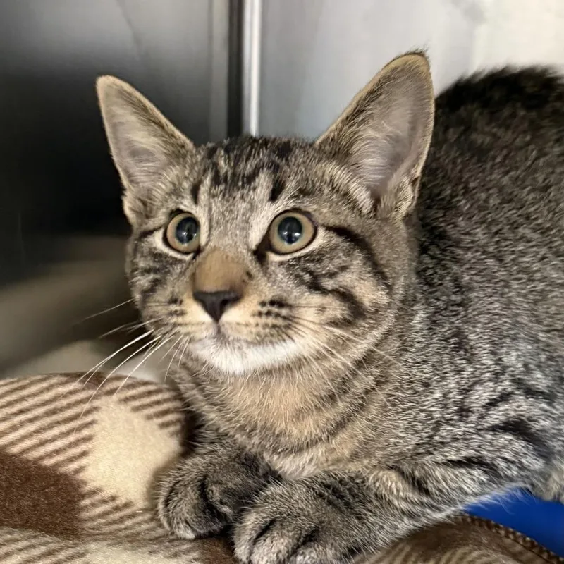 A baby small-sized male Domestic Short Hair cat named "Labradorite" for adoption in Perkiomenville, PA
