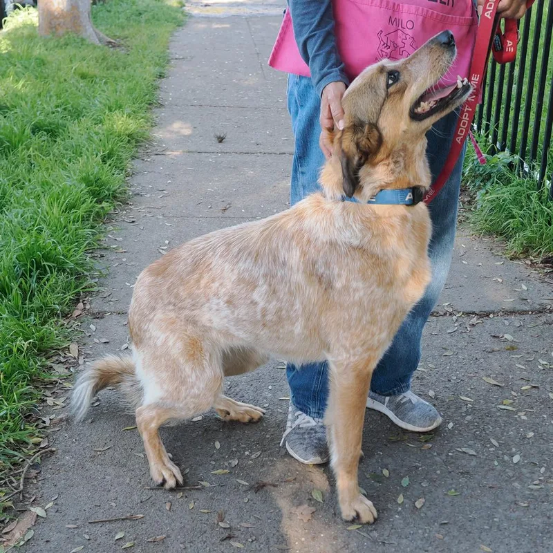 An adult medium-sized female Red / Chestnut / Orange Cattle Dog dog named Hope for adoption in Point Richmond, CA
