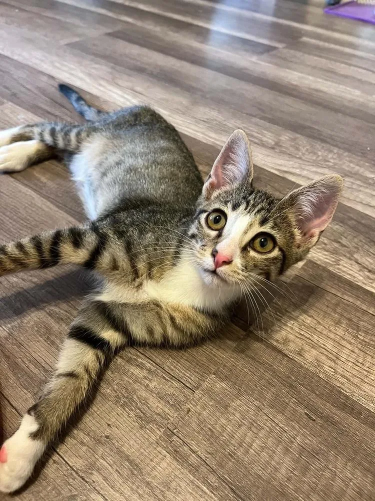 A baby small-sized male Domestic Short Hair cat named Hopscotch for adoption in Bossier City, LA
