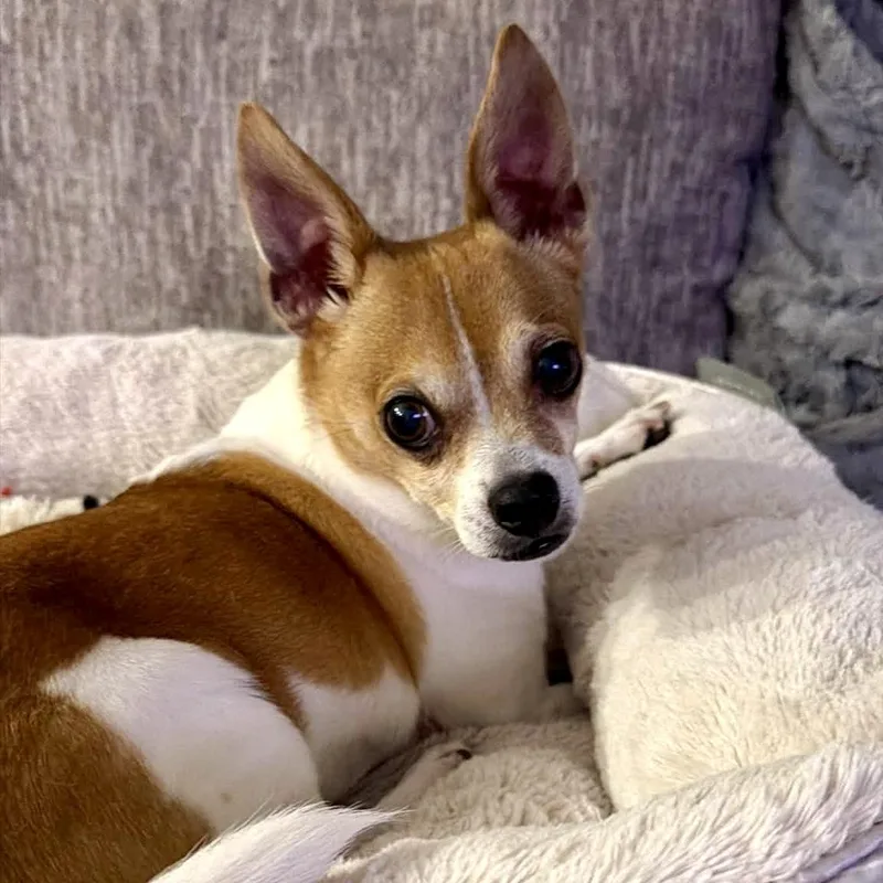 A senior small-sized male White / Cream Chihuahua dog named George Micheal for adoption in Prior Lake, MN