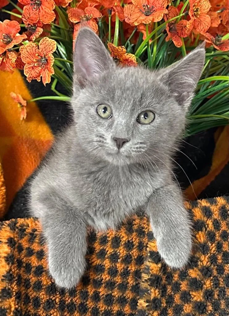 Lil