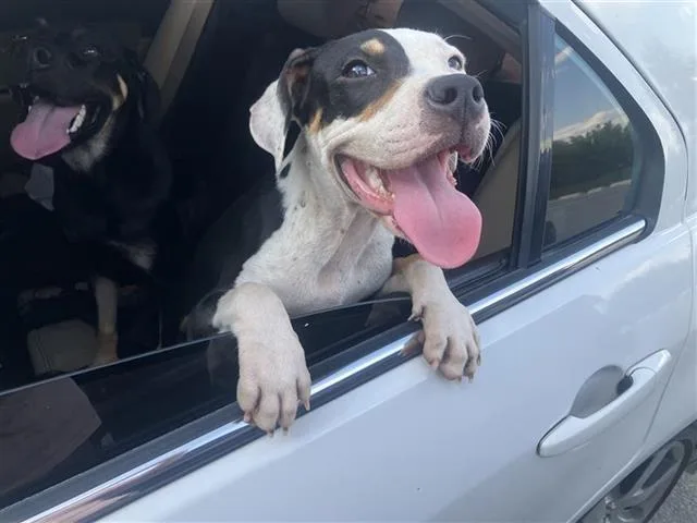 A young small-sized female American Staffordshire Terrier dog named Ivy for adoption in San Antonio, TX