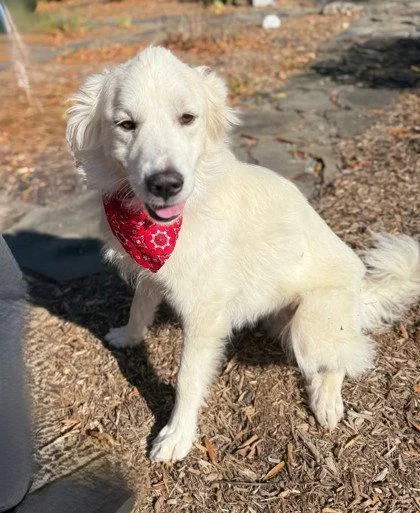 An adult large-sized female Great Pyrenees dog named Ponca for adoption in Midland, VA