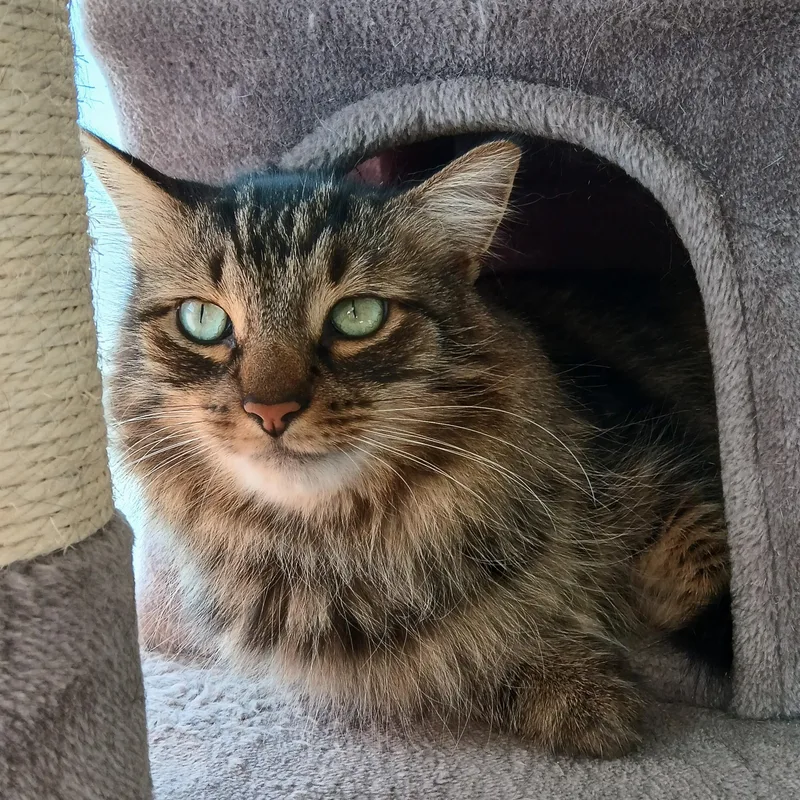 An adult large-sized male Brown / Chocolate Domestic Medium Hair cat named Finn Bonded with Denali for adoption in Germansville, PA