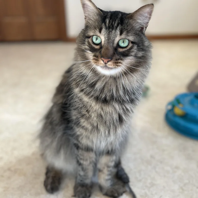 Finn Bonded with Denali thumbnail 5