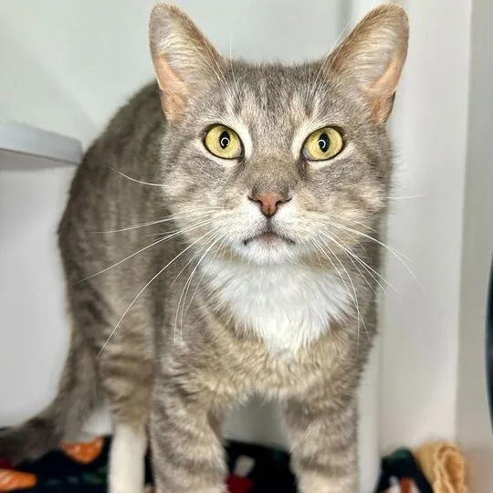 An adult large-sized male Gray / Blue / Silver Domestic Short Hair cat named Bling for adoption in Matteson, IL