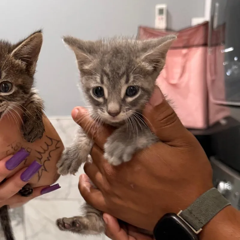 A baby small-sized male Gray / Blue / Silver Domestic Short Hair cat named Patootie for adoption in Wellington, FL