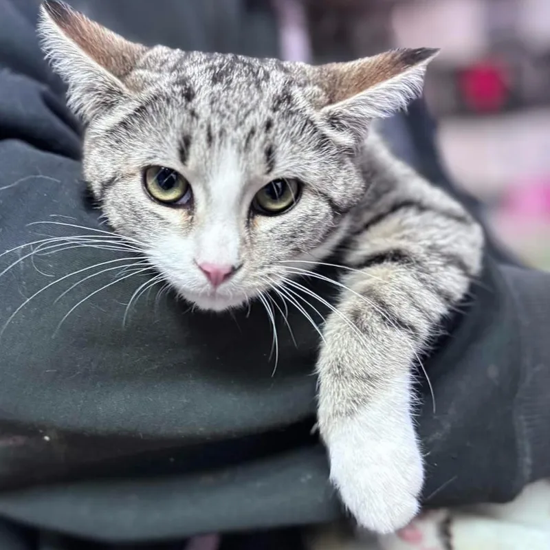 Daffodil thumbnail 2