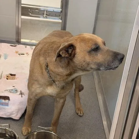 An adult large-sized male Labrador Retriever dog named Rickie for adoption in Indianapolis, IN