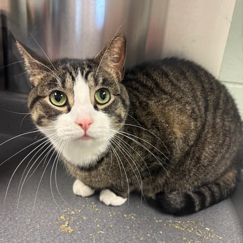 An adult large-sized male Black Domestic Short Hair cat named Toby for adoption in Waukesha, WI