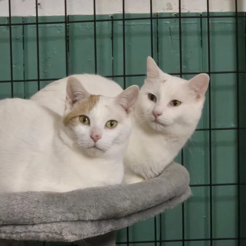 Penelope thumbnail 3