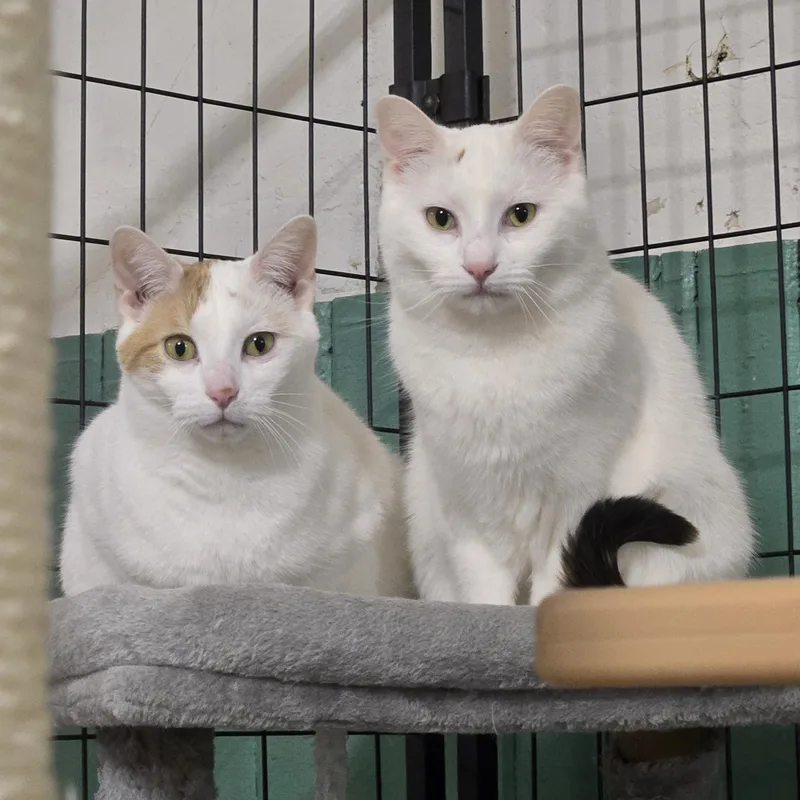 Penelope thumbnail 4