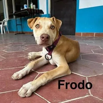 Frodo thumbnail 2