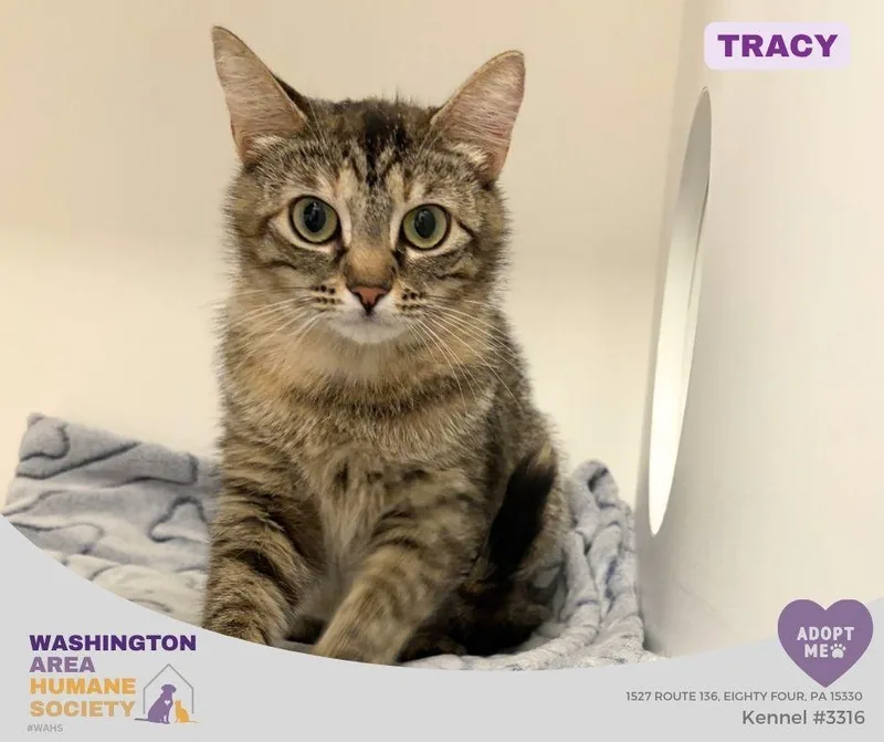 An adult medium-sized female Tabby (Brown / Chocolate) Domestic Short Hair cat named Tracy for adoption in Eighty Four, PA