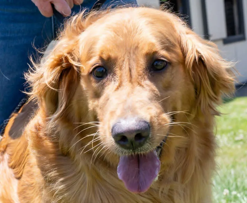 An adult large-sized female Golden Retriever dog named Jessie for adoption in Havertown, PA