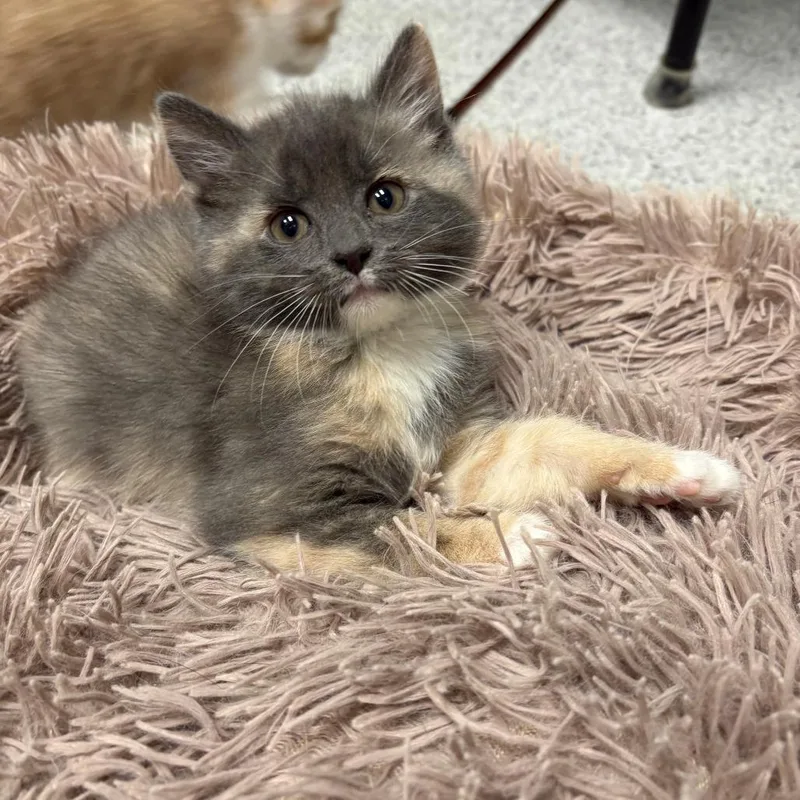 A baby small-sized female Tortoiseshell Domestic Short Hair cat named Kilimanjaro for adoption in North Branford, CT