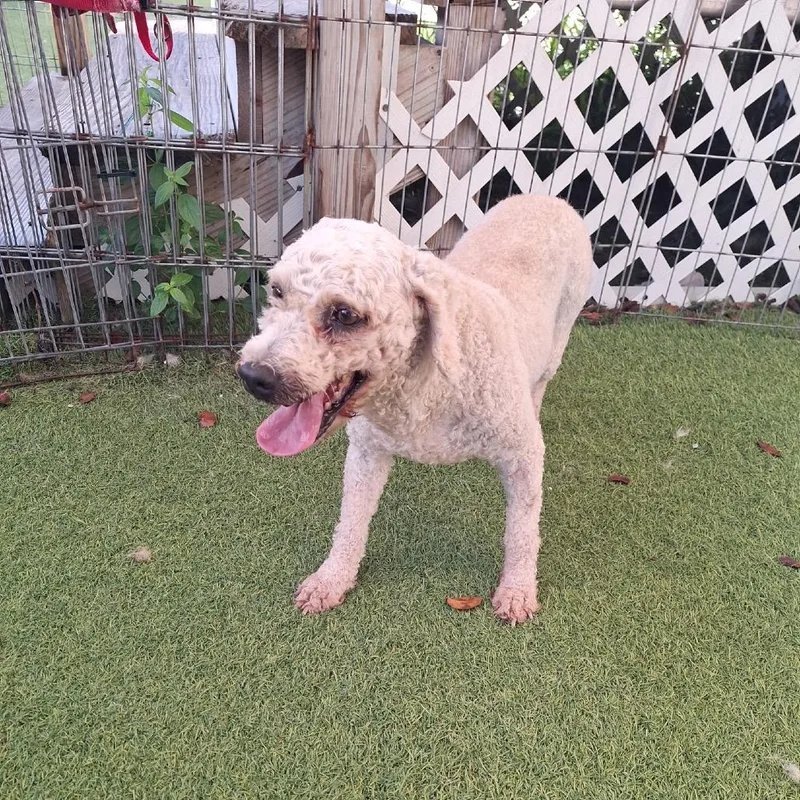 An adult small-sized female White / Cream Poodle dog named Suzy for adoption in LOXAHATCHEE, FL