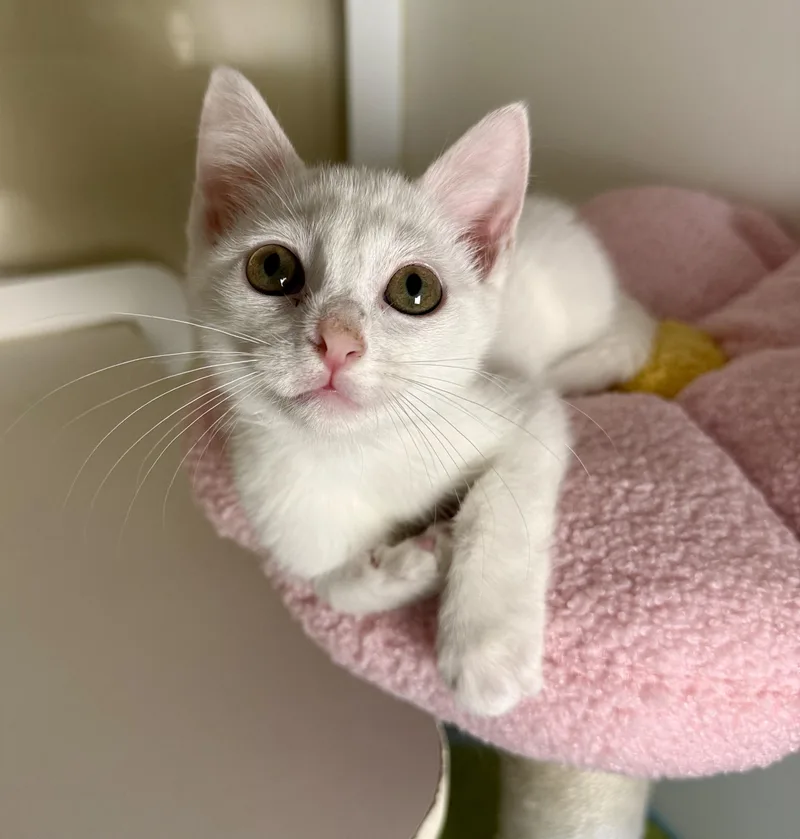 A young small-sized female White Domestic Short Hair cat named Tulip  Rosie and for adoption in Jacksonville, AR