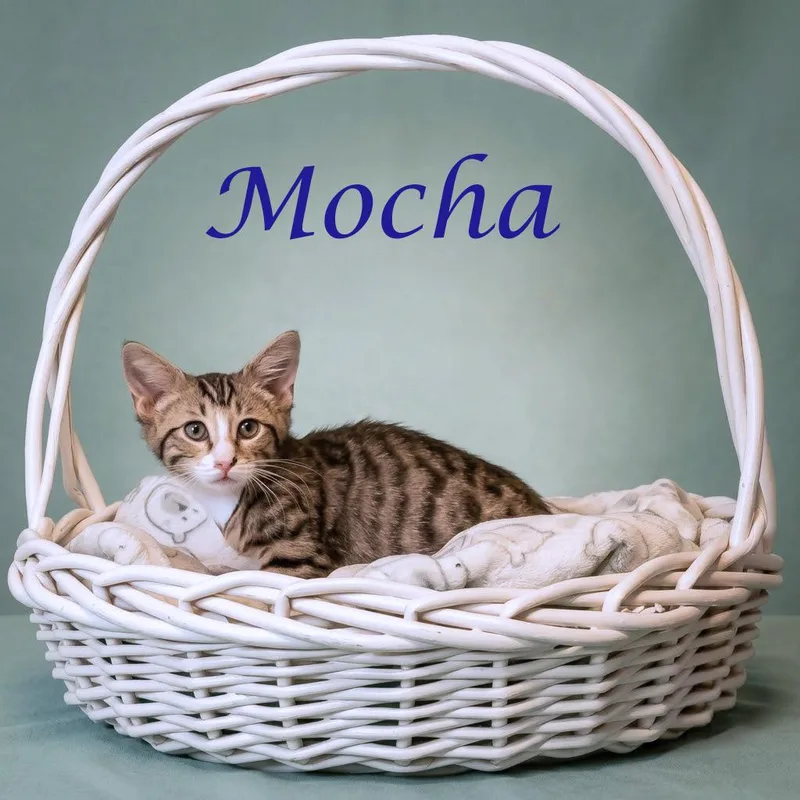 A baby small-sized male Brown / Chocolate Domestic Medium Hair cat named Mocha C for adoption in Lebanon, TN