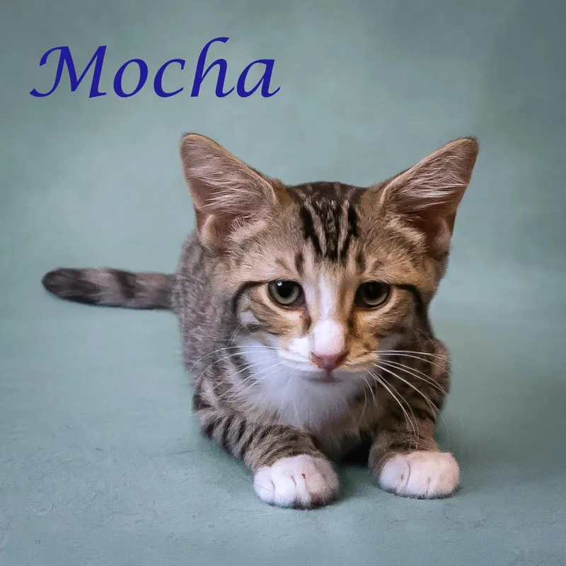 Mocha C thumbnail 2
