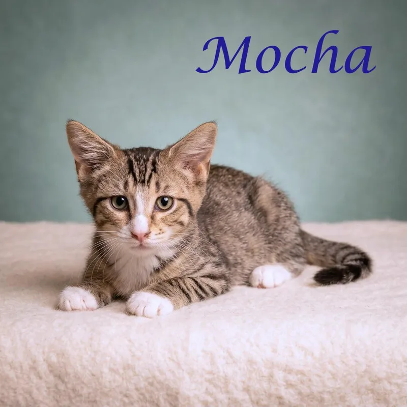 Mocha C thumbnail 3